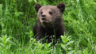 ”Majoritatea accidentelor se întâmplă pentru că omul a interacționat în mod greșit cu animalul sălbatic”