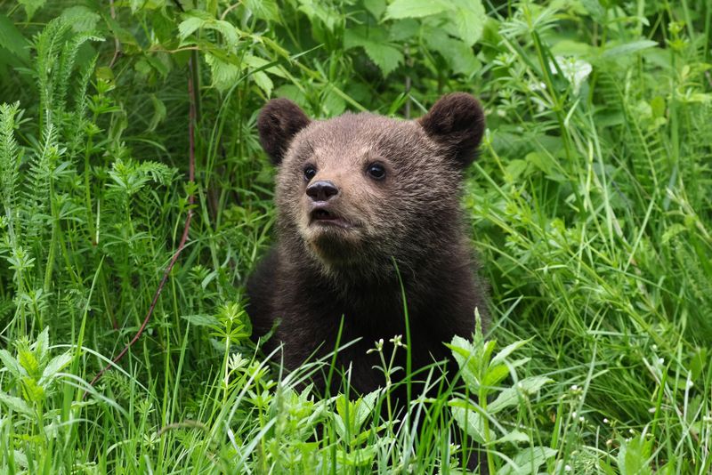 ”Majoritatea accidentelor se întâmplă pentru că omul a interacționat în mod greșit cu animalul sălbatic”