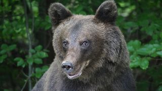 Urs pe Transfăgărășan