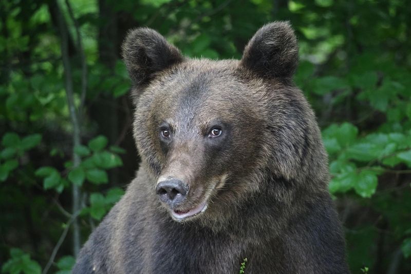 Urs pe Transfăgărășan