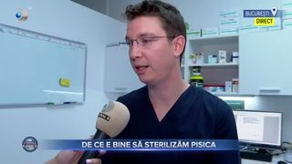 VIDEO - 6.000 de pisici din București vor fi sterilizate gratuit. Studiile arată că sterilizarea scade riscul de tumori în rândul felinelor