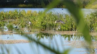 Parcul Natural Văcărești