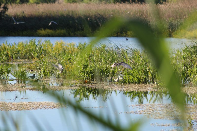 Parcul Natural Văcărești