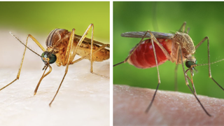 Numărul de infectări cu virusul West Nile a crescut. Care sunt recomandările Institutului Național de Sănătate Publică