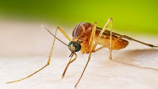 Numărul de infectări cu virusul West Nile a crescut. Care sunt recomandările Institutului Național de Sănătate Publică