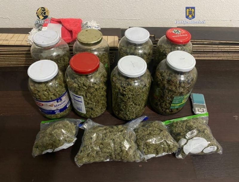 O plantație de cannabis în curtea locuinței și suspectarea de trafic de droguri au condus la arestarea preventivă a unui bărbat din Timișoara.