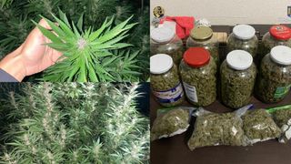 VIDEO/ FOTO- Arestat preventiv după identificarea unei plantații de cannabis în curtea locuinței