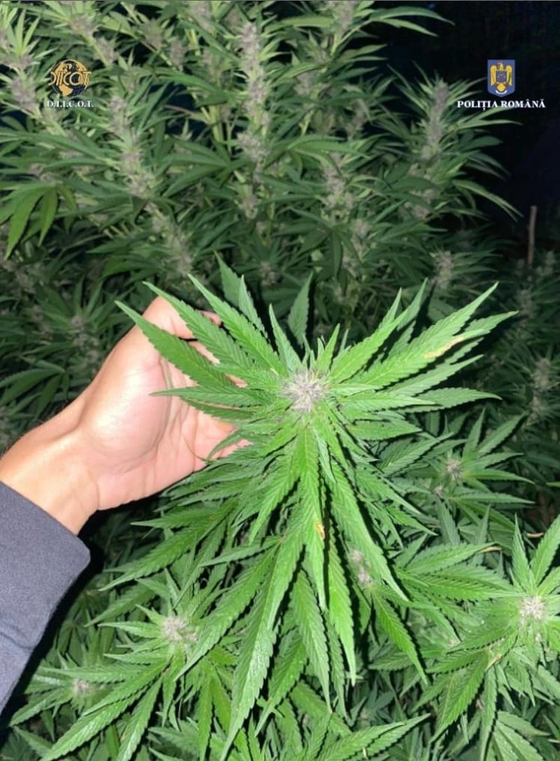 Arestat preventiv după identificarea unei plantații de cannabis în curtea locuinței