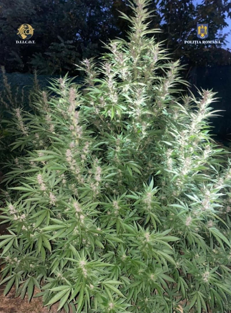 Un bărbat din Timișoara a fost arestat preventiv după ce polițiștii din cadrul D.I.I.C.O.T. au identificat în curtea locuinței sale, o plantație de cannabis.