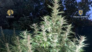 Un bărbat din Timișoara a fost arestat preventiv după ce polițiștii din cadrul D.I.I.C.O.T. au identificat &icirc;n curtea locuinței sale, o plantație de cannabis.
