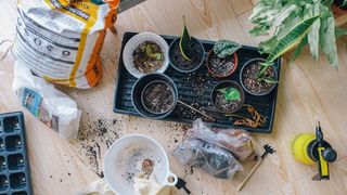 Descoperă micul grădinar din tine &ndash; pași pentru a avea propria grădină 