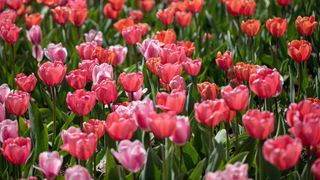 La mulți ani de Sf. Ana 2023! Mesaje, urări și felicitări superbe