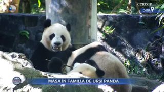 VIDEO- Masa &icirc;n familia de urși panda. Imagini uimitoare cu o mama și puii de panda