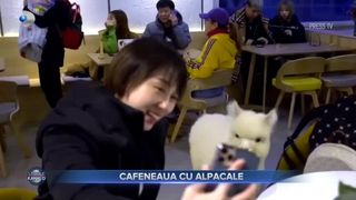 VIDEO - Cafenea cu alpacale &icirc;n China. Patronii restaurantelor au &bdquo;angajat&rdquo; cei mai drăgălași ospătari pentru a atrage c&acirc;t mai mulți clienți