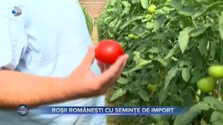 VIDEO- Roșii rom&acirc;nești cu semințe de import. Prețuri mari pentru produse fără gust