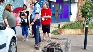 Două persoane au fost atacate de un câine lăsat liber pe stradă în sectorul 6, duminică, 10 septembrie.