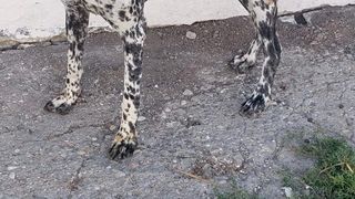 Câinele a fost transportat la un adăpost ASPA unde, în urma verificărilor, s-a stabilit că are proprietar.