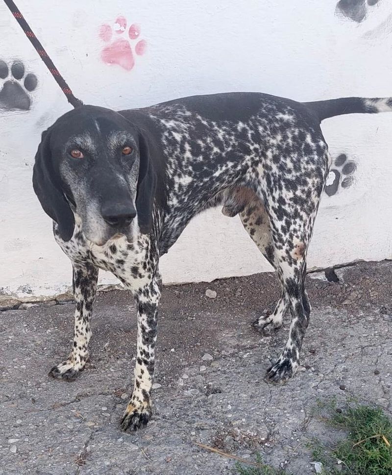 Câinele a fost transportat la un adăpost ASPA unde, în urma verificărilor, s-a stabilit că are proprietar.