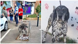 Doi oameni au fost atacați de un câine, în sectorul 6 al Capitalei: ”Fie a fost abandonat, fie a fost pierdut din neglijența proprietarului”