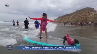 VIDEO - Strângere de fonduri pentru animalele fără stăpân. Mai mulți patrupezi au luat parte la o competiție de surfing 