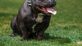 Dispute cu privire la rasa XL Bully, după mai multe atacuri și chiar moartea unui copil.