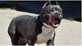 Un tată a șase copii a recunoscut că a vândut câini periculoși traficanților de droguri: ”Este complet inacceptabil!”