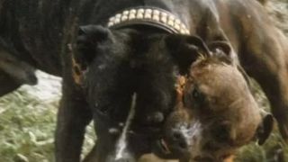 Cifrele șocante arată că American Bully XLs sunt responsabili pentru majoritatea atacurilor mortale ale câinilor începând cu 2021