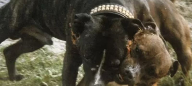 Cifrele șocante arată că American Bully XLs sunt responsabili pentru majoritatea atacurilor mortale ale câinilor începând cu 2021