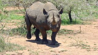 Colegul ei, &icirc;n v&acirc;rstă de 34 de ani, a fost atacat de rinocer &icirc;n timp ce &icirc;ncerca să &icirc;l sperie.