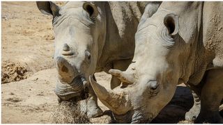 Un rinocer a ucis un îngrijitor de la grădina zoologică și a rănit grav un altul în Austria: "Era foarte atentă și grijulie cu animalele”