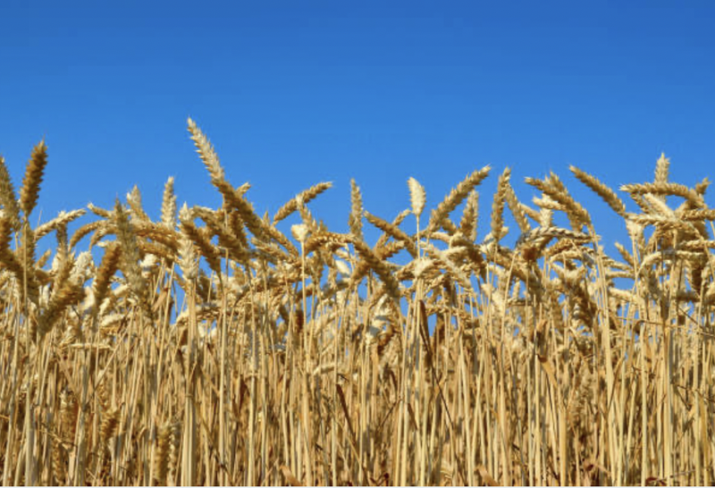 Agricultorii români amenință cu greva generală și blocarea portului Constanța.