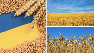 Agricultorii rom&acirc;ni solicită prelungirea interdicției importurilor de cereale ucrainene. &Icirc;n caz contrar, aceștia amenință cu greva generală și blocarea portului Constanța