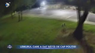 Lemurul care a dat bătăi de cap polițiștilor americani. Blănosul cu coadă inelară a fost prins într-un parc