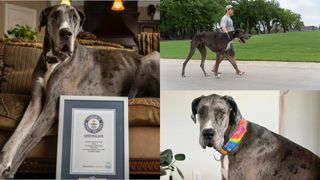 Cel mai mare câine din lume s-a stins din viață. Zeus avea 3 ani și a intrat în cartea recordurilor anul trecut. Avea 7 metri