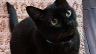 O femeie a găsit o metodă bizară pentru a avea aceeași pisică pentru totdeauna. Felina a murit și acum proprietara o păstrează pe noptieră. Cum a fost posibil?