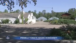 VIDEO - Primele tomate negre românești. Banca de Resurse Genetice Vegetale Buzău are în curs de omologare roșiile tomate kumato, cele închise la culoare