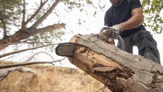 O tăiere de arbori dintr-o pădure din Gura Humorului s-a tranformat &icirc;ntr-o scenă de capturare