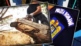 Tăiere ilegală de arbori, soldată cu focuri de arme și scandal. Polițiștii au fost atacați de infractori