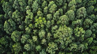 Capturarea unor oameni care tăiau ilegal arbori dintr-o pădure din Gura Humorului a degenerat &icirc;ntr-o acțiune de exercitare a tragerii focurilor de armă.&nbsp;