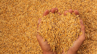 Comisia Europeană nu mai dorește restricționarea importului de cereale și produse agroalimentare din Ucraina, pentru protejarea fermierilor din fiecare țară. 