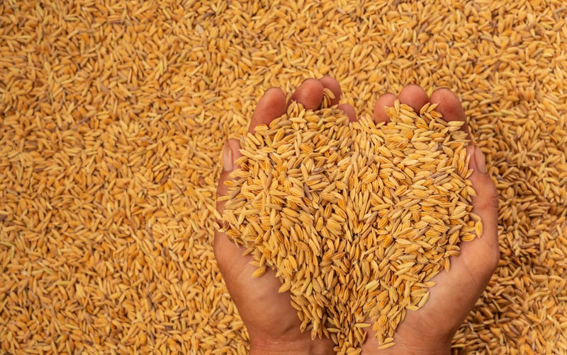 Comisia Europeană nu mai dorește restricționarea importului de cereale și produse agroalimentare din Ucraina, pentru protejarea fermierilor din fiecare țară. 