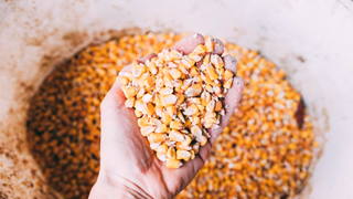 Rom&acirc;nia nu dorește restricționarea importului de cereale din Ucraina.