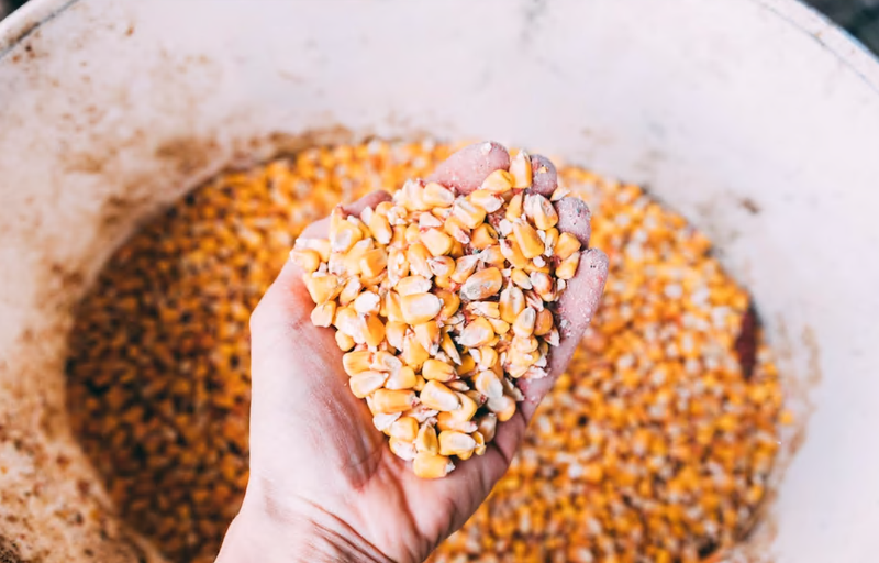 România nu dorește restricționarea importului de cereale din Ucraina.