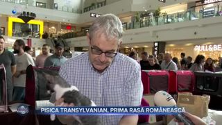 VIDEO- Pisica Transylvanian, prima rasă românească. Festivalul dedicat pisicilor se desfășoară la Iași