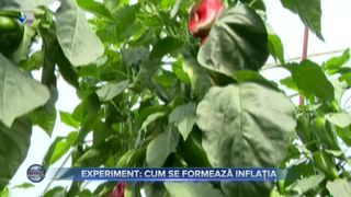 VIDEO- Experiment: cum se formează inflația? Producătorii preferă să nu mai recolteze, dec&acirc;t să o v&acirc;ndă recolta pe bani puțini