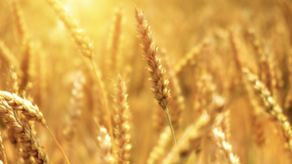 Rom&acirc;nia va importa cereale din Ucraina, &icirc;n urma ridicării interdicției &icirc;n acest sens. Care sunt condițiile impuse