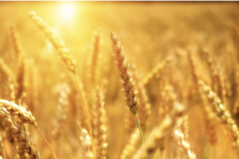 România va importa cereale din Ucraina, în urma ridicării interdicției în acest sens. Care sunt condițiile impuse
