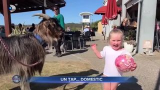 VIDEO - Benjy, noul &bdquo;animal de companie&rdquo; al unei familii din Australia. Țapul este de nedezlipit de stăp&acirc;nul său, pe care &icirc;l &icirc;nsoțește peste tot