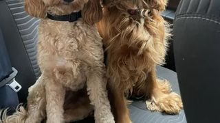 Rebecca, care deține și ea doi câini a spus că acum se teme și de ei.