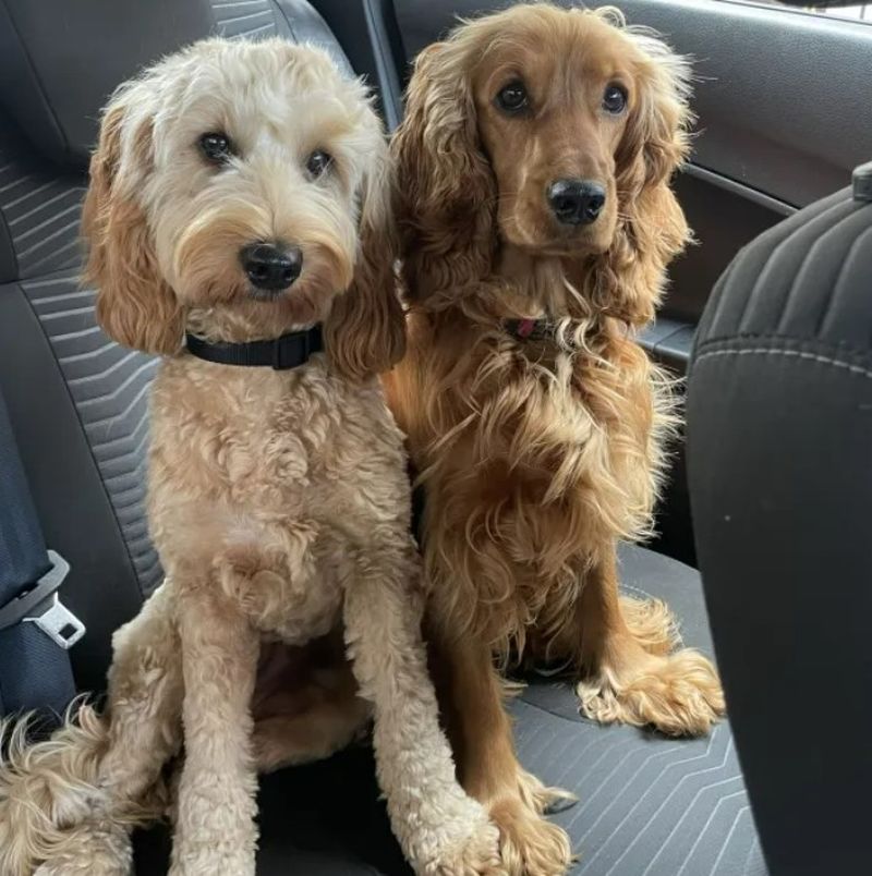 Rebecca, care deține și ea doi câini a spus că acum se teme și de ei.